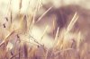 Bloemen sepia zacht kleur
