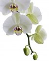 witte orchidee.jpg geknipt