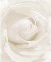 witte roos